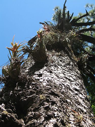 Tillandsia seleriana